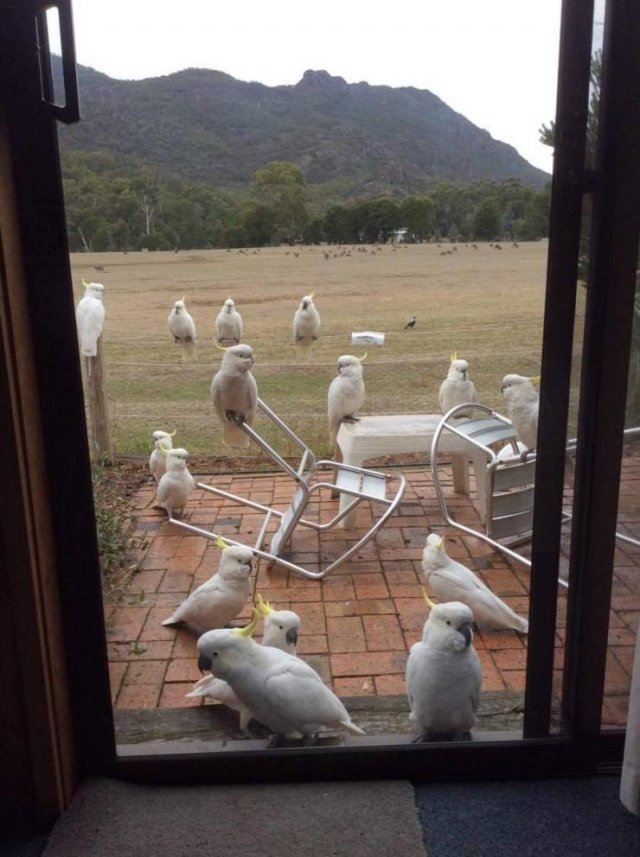 Acid Picdump 2 (48 pics)