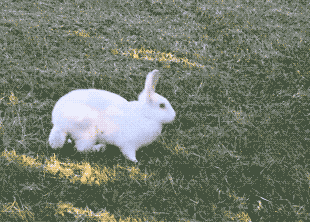 Acid Gifdump, March 30 (25 gifs)