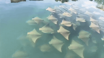 Acid Gifdump, March 31 (25 gifs)
