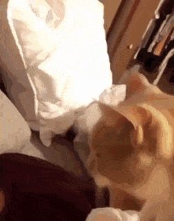 Acid Gifdump, March 31 (25 gifs)