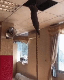 Acid Gifdump, March 31 (25 gifs)