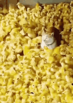 Acid Gifdump, March 31 (25 gifs)