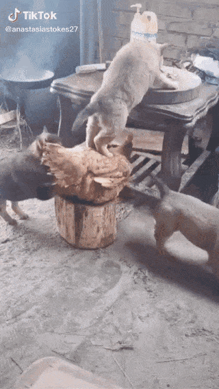 Acid Gifdump, March 31 (25 gifs)