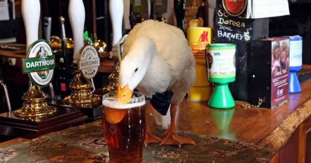 Acid Picdump 2 (81 pics)