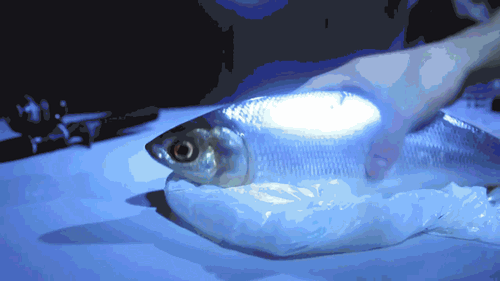 Acid Gifdump, April 2 (25 gifs)