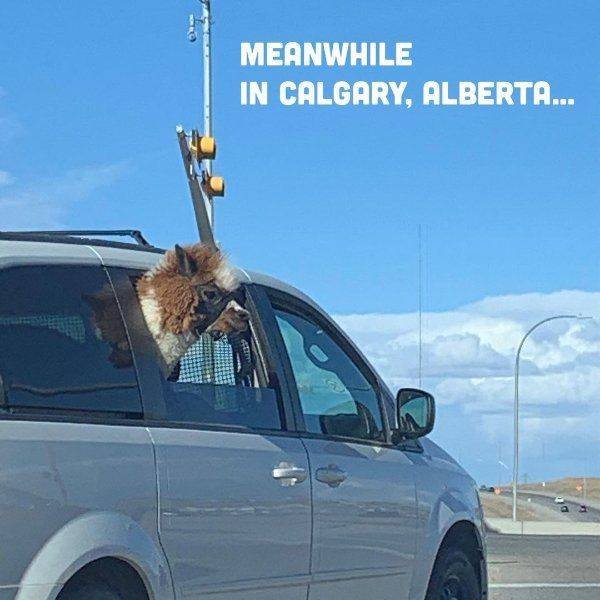 Acid Picdump 2 (81 pics)