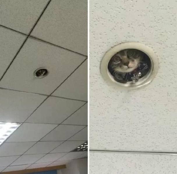 Acid Picdump 2 (88 pics)