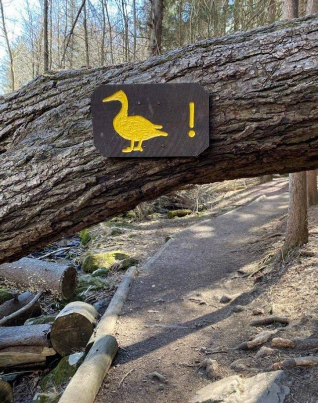 Look Twice (18 pics)