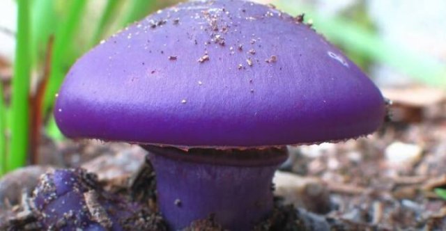 Interesting Facts (48 pics)