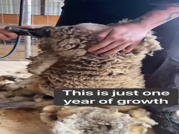 Fixing A Wool Blind Sheep