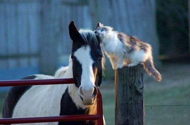 Acid Picdump 1 (76 pics)