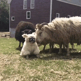 Acid Gifdump, April 7 (25 gifs)