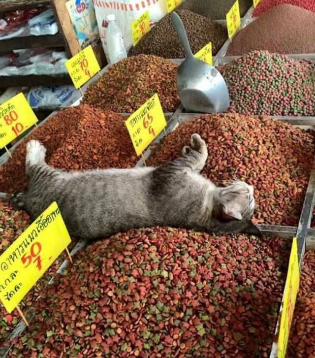 Acid Picdump 1 (81 pics)