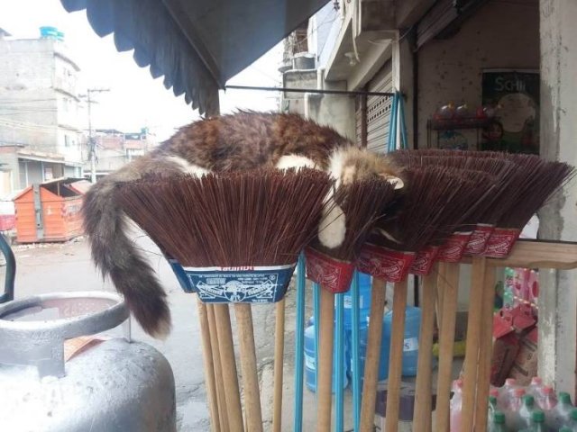 Acid Picdump 2 (86 pics)