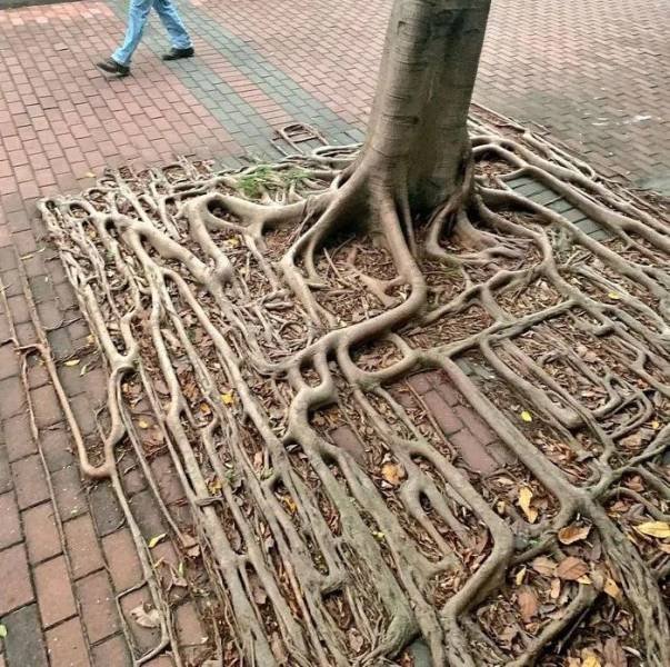Acid Picdump 2 (86 pics)