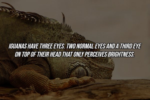 Intriguing Facts (19 pics)