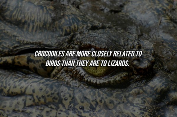 Intriguing Facts (19 pics)