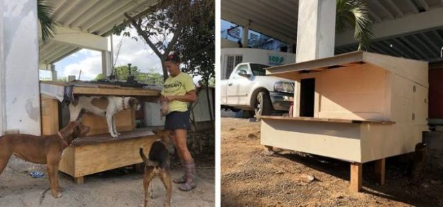These People Will Do Everything For Their Pets (26 pics)