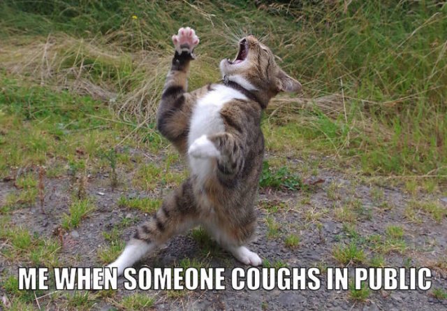 Quarantine Pet Memes (16 pics)