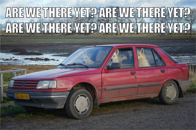 Quarantine Pet Memes (16 pics)