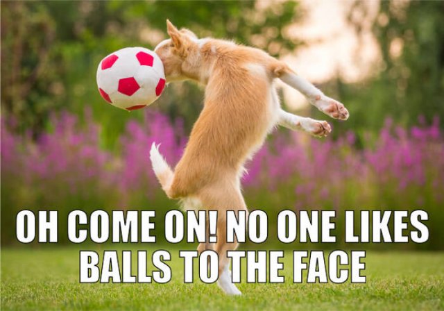 Quarantine Pet Memes (16 pics)