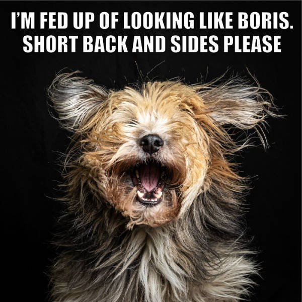 Quarantine Pet Memes (16 pics)