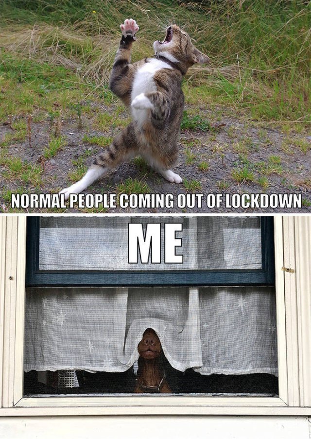 Quarantine Pet Memes (16 pics)