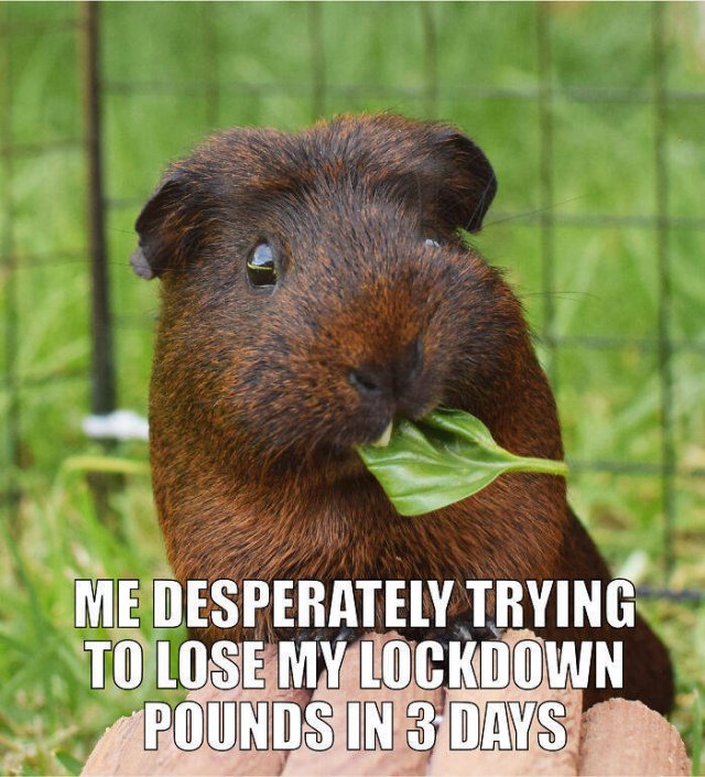 Quarantine Pet Memes (16 pics)