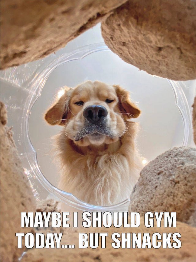 Quarantine Pet Memes (16 pics)