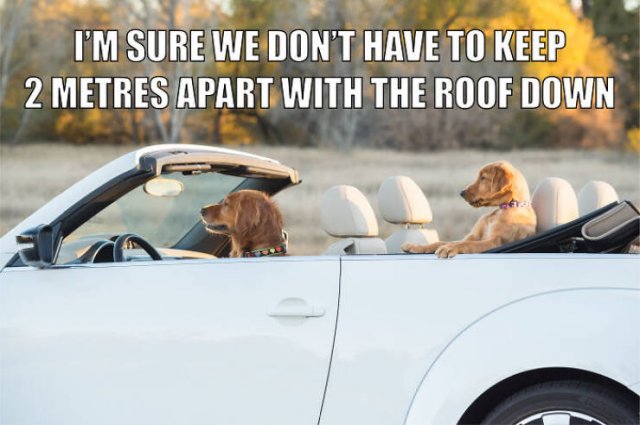 Quarantine Pet Memes (16 pics)