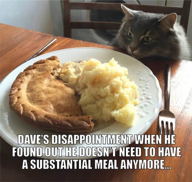 Quarantine Pet Memes (16 pics)