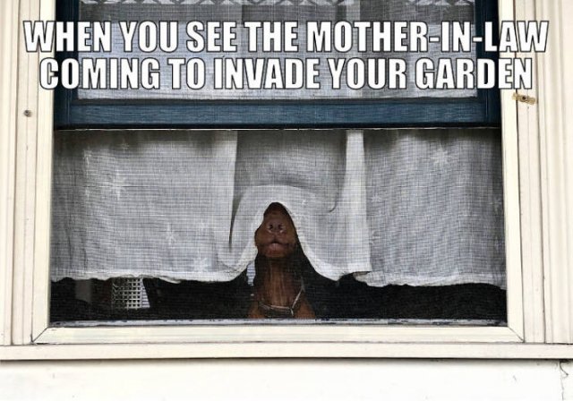 Quarantine Pet Memes (16 pics)