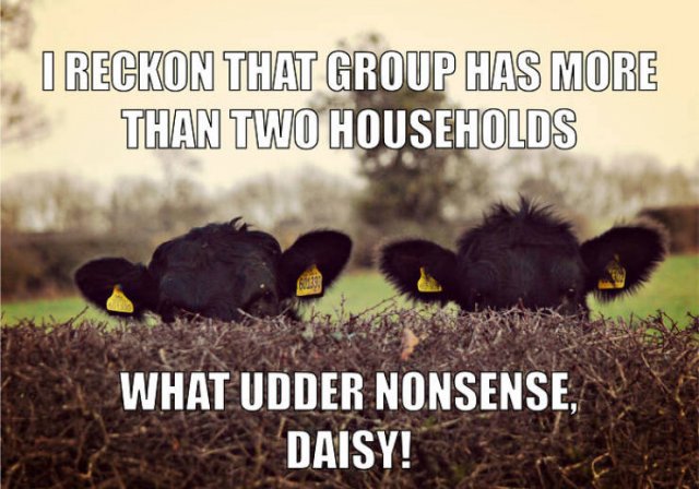Quarantine Pet Memes (16 pics)