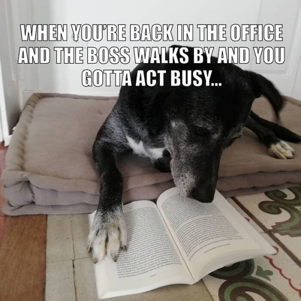 Quarantine Pet Memes (16 pics)