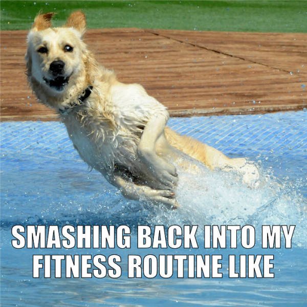 Quarantine Pet Memes (16 pics)