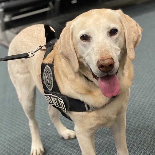 TSA Dog Finds (39 pics)