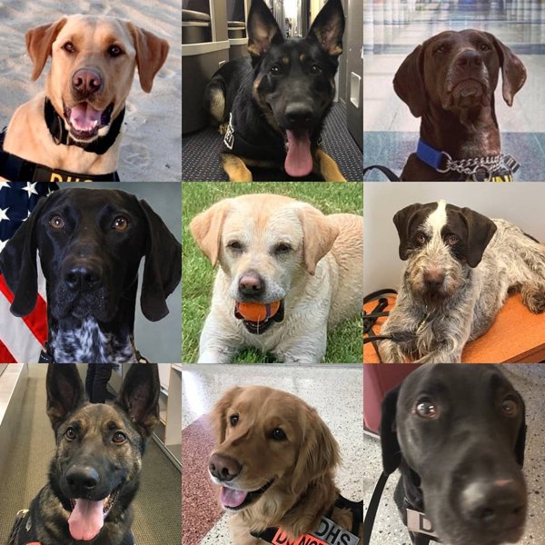 TSA Dog Finds (39 pics)