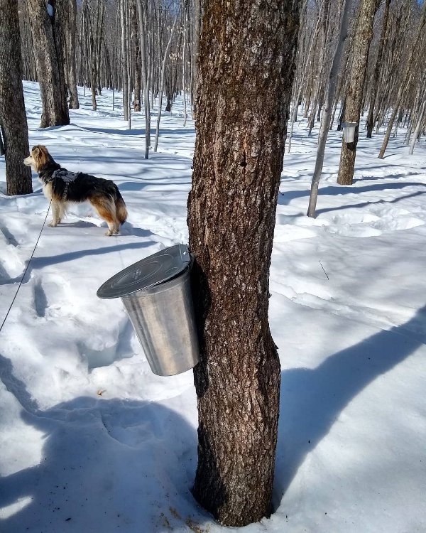 Only In Canada (29 pics)