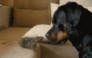Acid Gifdump, April 15 (25 gifs)