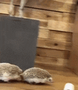 Acid Gifdump, April 15 (25 gifs)
