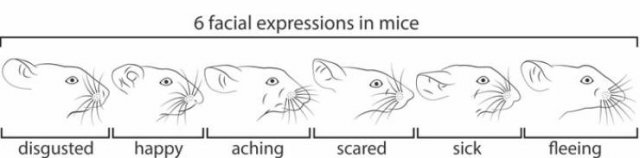 Strange And Funny Science Book Pages (44 pics)