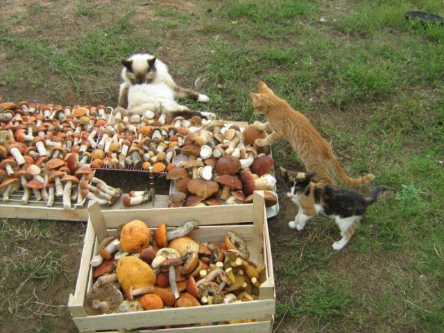 Acid Picdump 1 (79 pics)