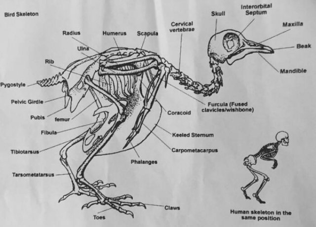 Strange And Funny Science Book Pages (44 pics)