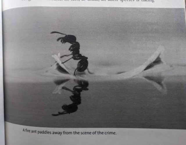 Strange And Funny Science Book Pages (44 pics)