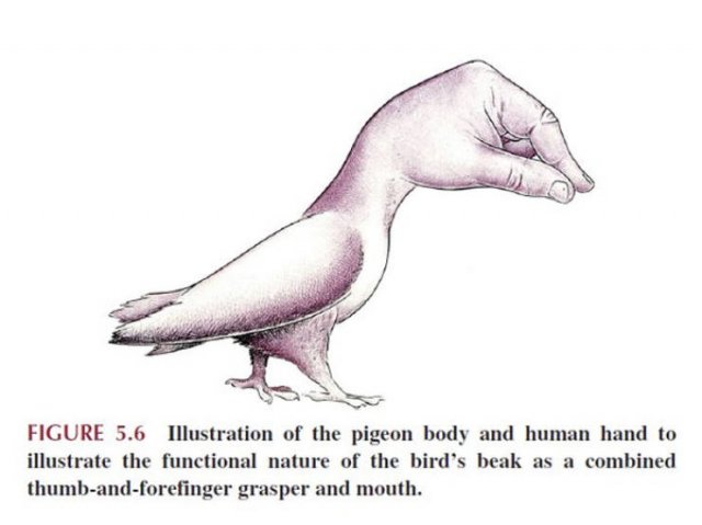 Strange And Funny Science Book Pages (44 pics)
