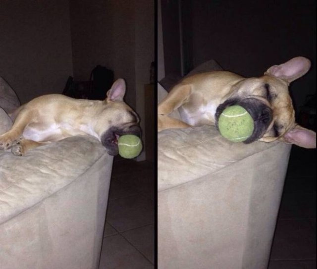 Funny Pets (18 pics)