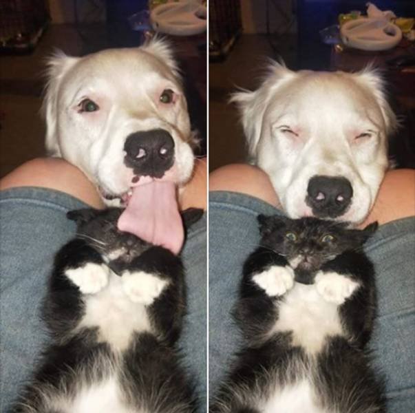 Funny Pets (18 pics)