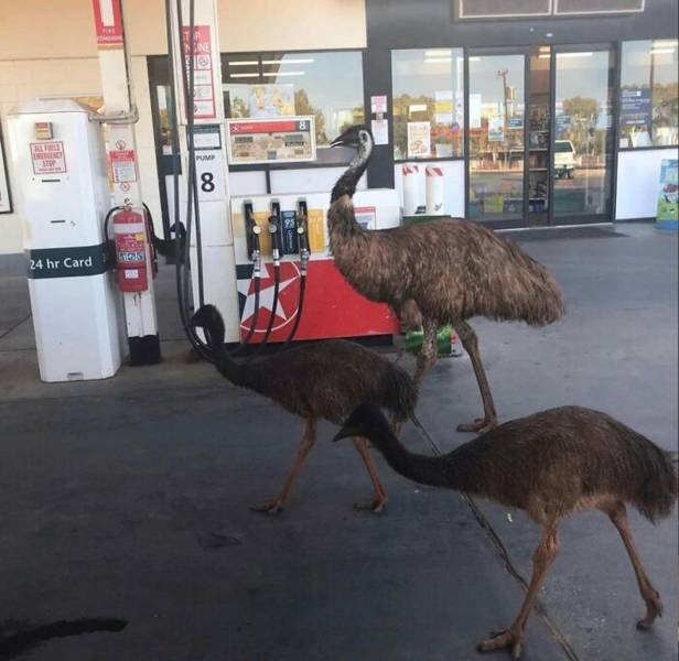 Acid Picdump 2 (90 pics)