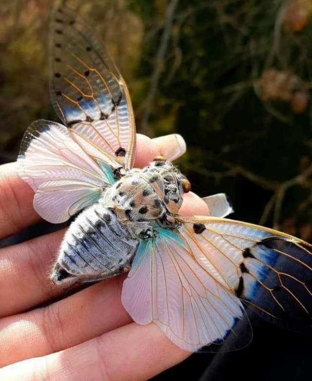 Awesome Pictures (38 pics)