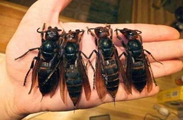 Awesome Pictures (38 pics)